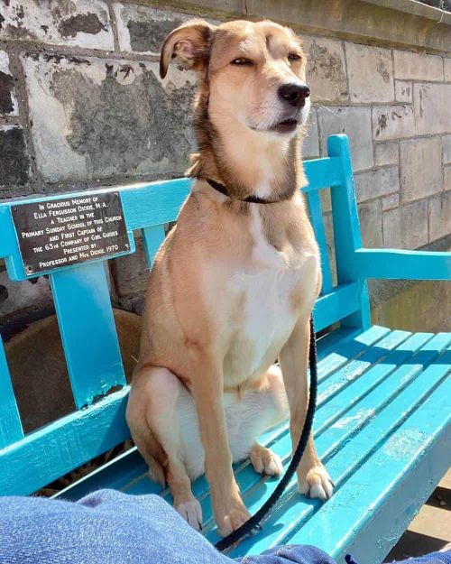 Malinois Greyhound Dog