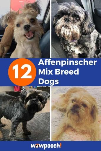 12 Affenpinscher Mix Breed Dogs