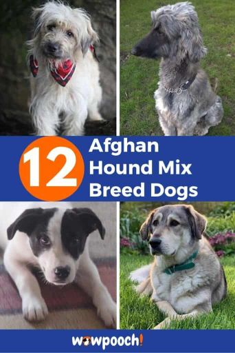 12 Afghan Hound Mixes