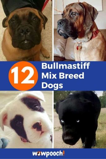 12 Bullmastiff Mixes