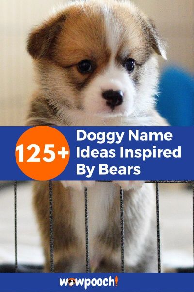 Dog Names Inspired By Bears