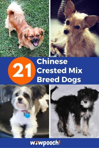 21 Chinese Crested Mixes