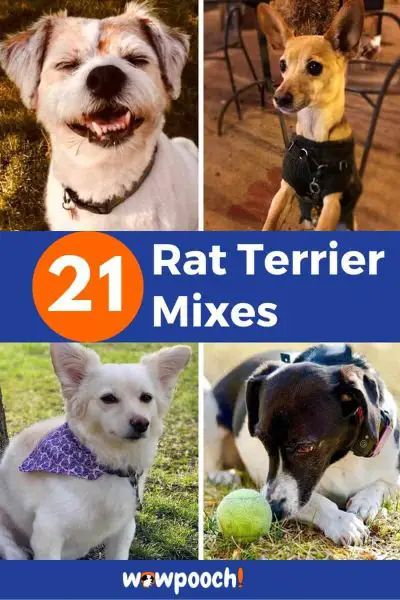 21 Rat Terrier Mixes
