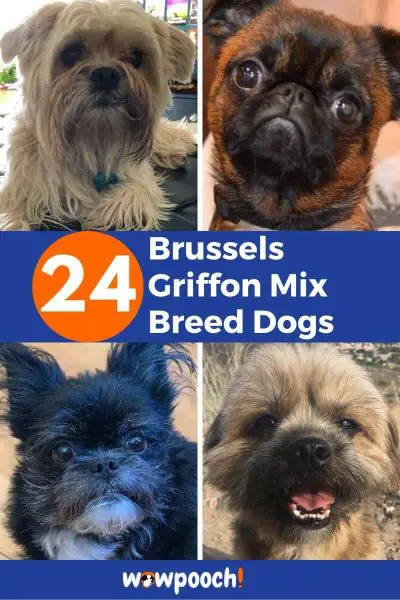 24 Brussels Griffon Mixes