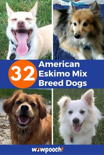 32 American Eskimo Mixes