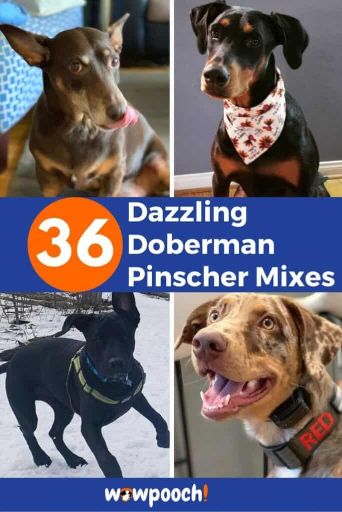 36 Doberman Pinscher Mixes