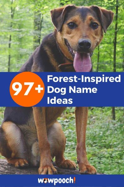 Forest-Inspired Dog Names
