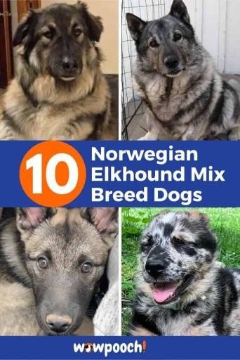 10 Norwegian Elkhound Mixes