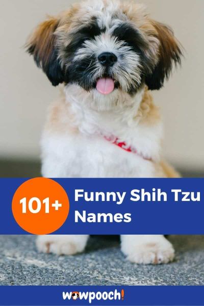 101+ Funny Shih Tzu Names