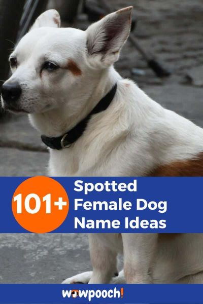 101+ Spotted Female Dog Name Ideas