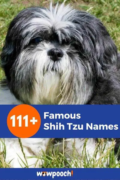 111+ Famous Shih Tzu Names