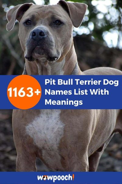 1163+ Pit Bull Terrier Dog Names List With Meanings