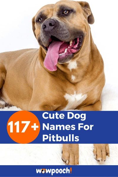 117+ Cute Dog Names For Pitbulls