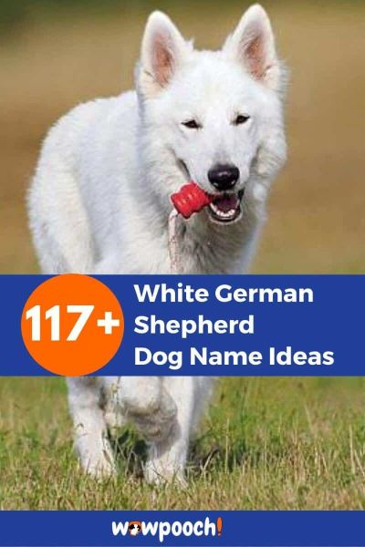 117+ White German Shepherd Dog Name Ideas