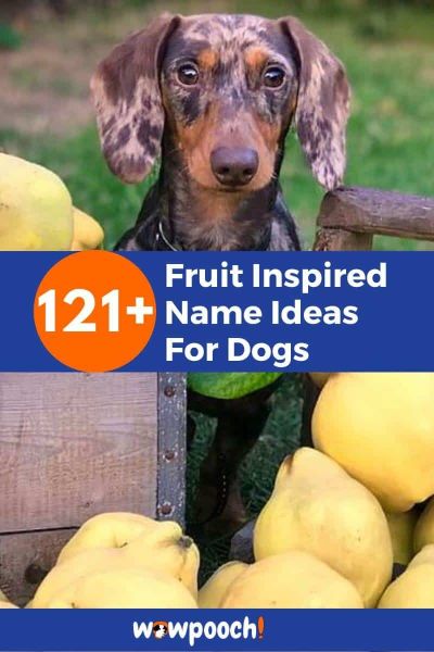 Fruit Names For Dogs