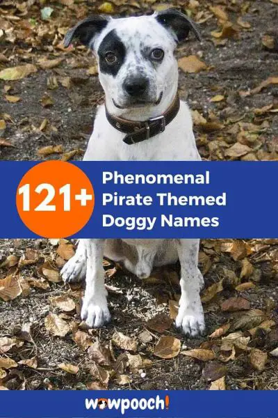 121+ Pirate Themed Doggy Names