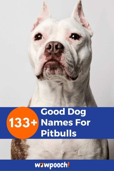 133+ Good Dog Names For Pitbulls