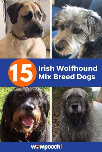 15 Irish Wolfhound Mixes