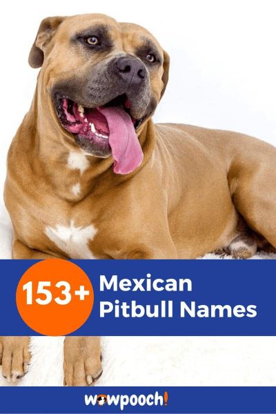 153+ Mexican Pitbull Names