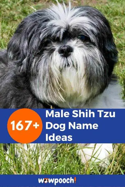 167+ Male Shih Tzu Dog Name Ideas