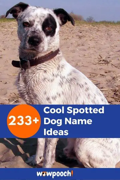 233+ Spotted Dog Name Ideas
