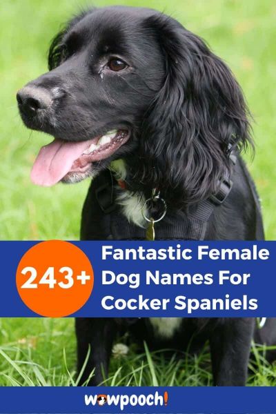 243+ Female Dog Names For Cocker Spaniels
