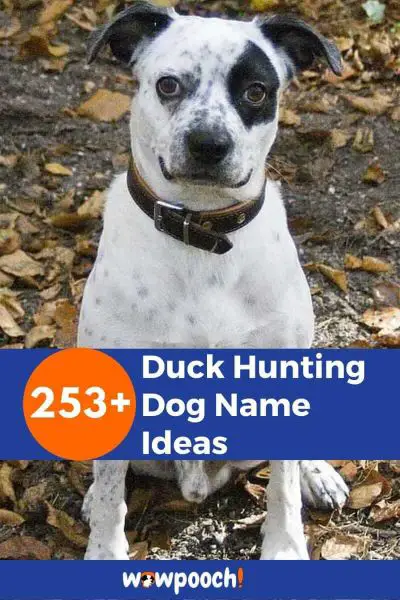 253+ Duck Hunting Dog Name Ideas