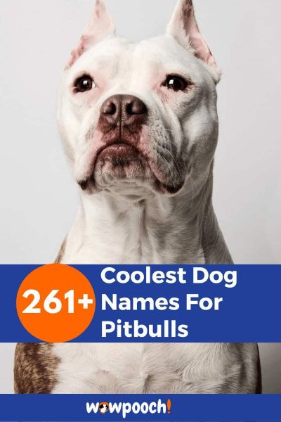 261+ Cool Dog Names For Pitbulls