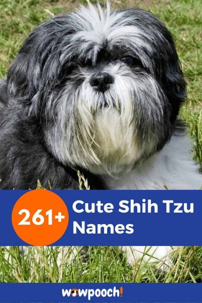 261+ Shih Tzu Names