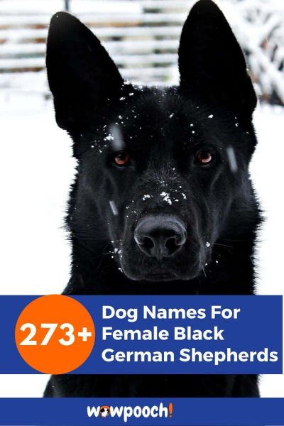 273+ Dog Names For Female Black German Shepherds