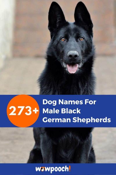 273+ Dog Names For Male Black German Shepherds