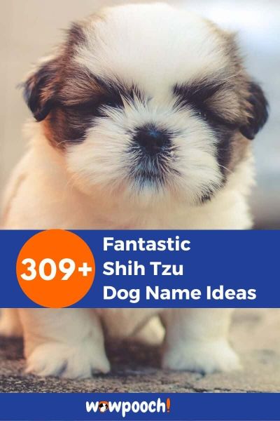 309+ Shih Tzu Dog Name Ideas