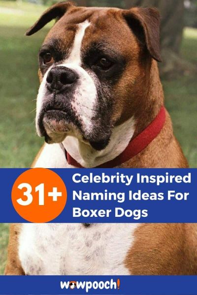 31+ Celebrity Inspired Sensational Names For Boxer Dogs