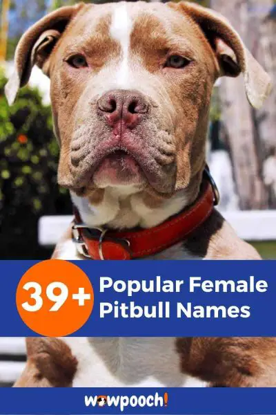 39+ Popular Female Pitbull Names