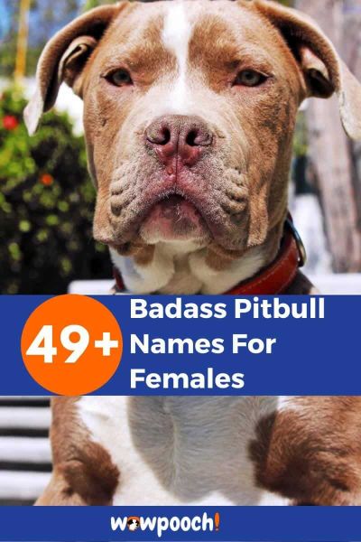 49+ Badass Pitbull Name For Females