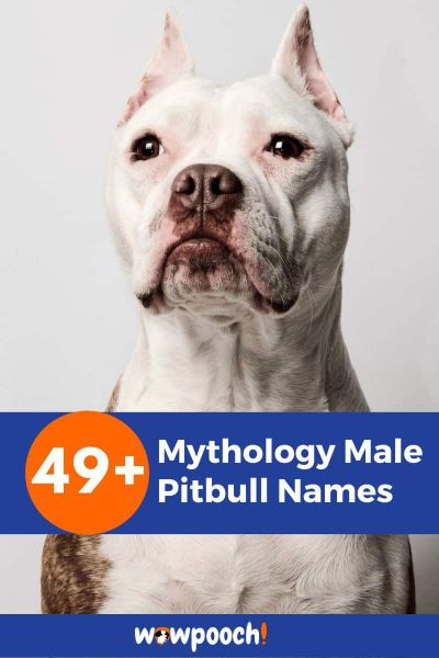 49+ Mythology Male Pitbull Names