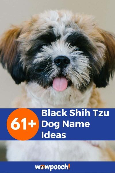 61+ Black Shih Tzu Dog Name Ideas
