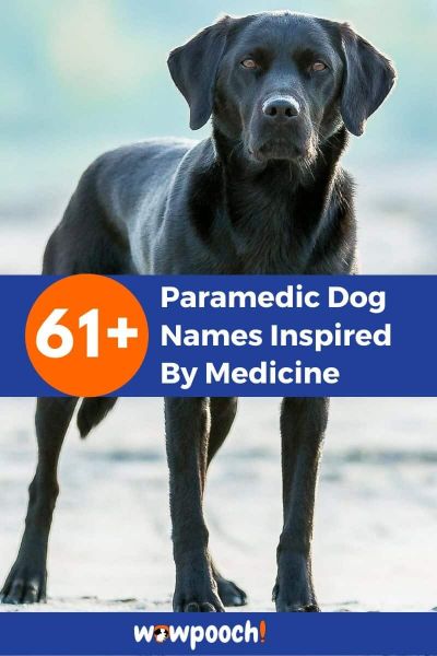 61+Paramedic Dog Names