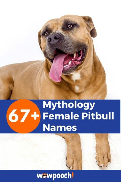 67+ Mythology Female Pitbull Names