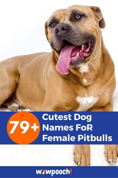 79+ Cute Dog Names For Female Pitbulls