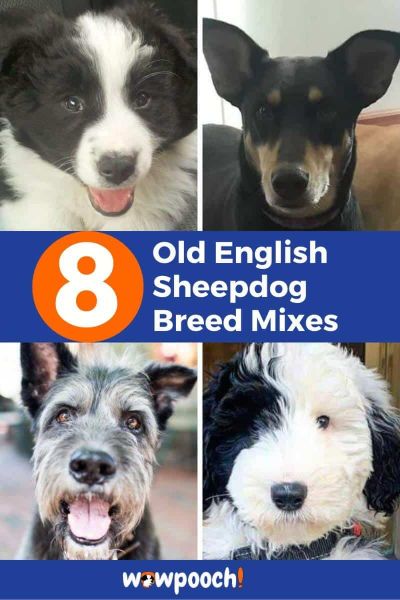Old English Sheepdog Mixes