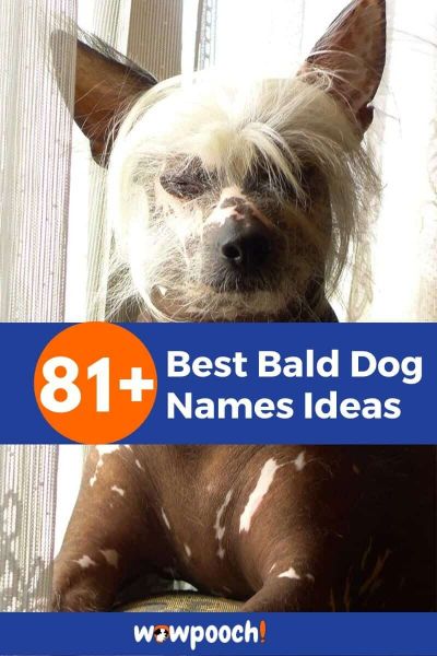 Hairless Dog Names