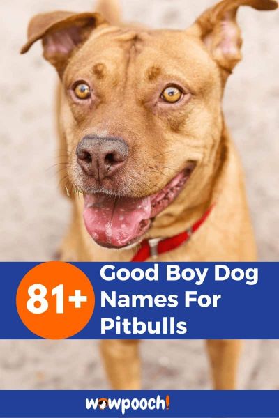 81+ Good Boy Dog Names For Pitbulls