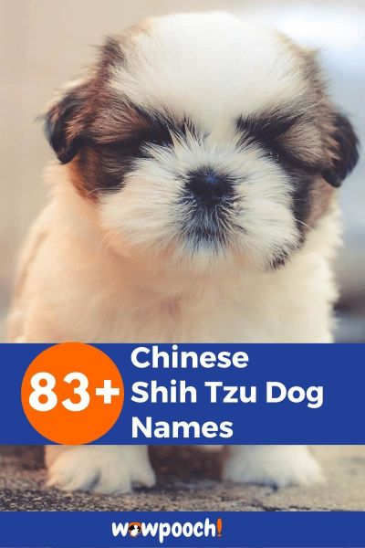 83+ Chinese Shih Tzu Dog Names