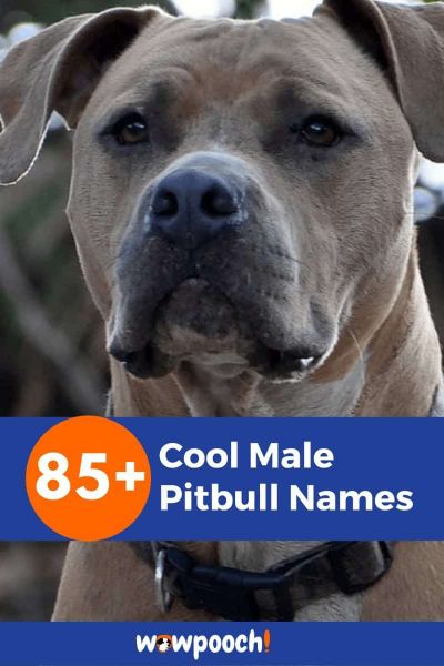 85+ Cool Male Pitbull Names