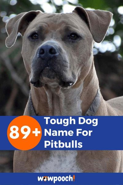 89+ Tough Dog Name For Pitbulls