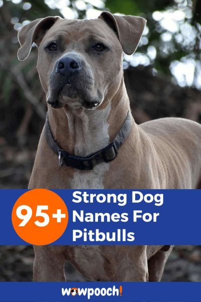 95+ Strong Dog Names For Pitbulls