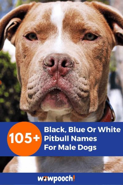 105+ Black, Blue Or White Pitbull Names For Male Dogs