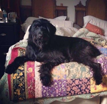 Black Russian Wolfhound Terrier Dog