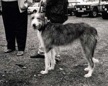 Old Deerhound Sheepdog Puppy